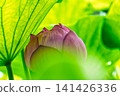 A lotus 141426336