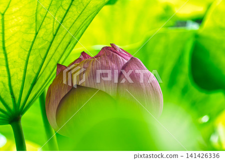A lotus A lotus 141426336
