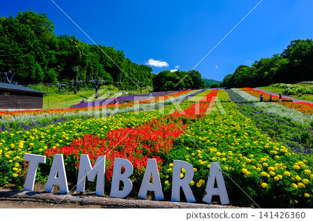 summer, flower garden, flower field 141426360