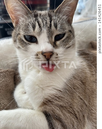 A cat with cherry blossom-shaped ears, bending its front paws and forgetting to tuck its tongue in, with a sleepy and humorous expression. A cat with cherry blossom-shaped ears, bending its front paws and forgetting to tuck its tongue in, with a sleepy and humorous expression. 141426451