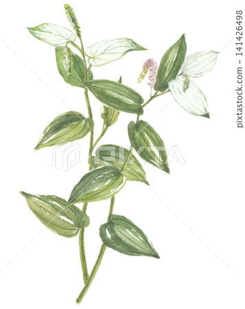 Watercolor painting of Hangesho (Saururus chinensis) Watercolor painting of Hangesho (Saururus chinensis) 141426498