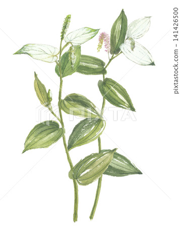Watercolor painting of Hangesho (Saururus chinensis) Watercolor painting of Hangesho (Saururus chinensis) 141426500