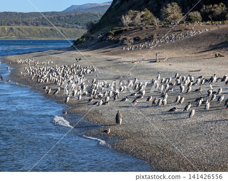 Wide View of a Large Gentoo Penguin Colony on a Patagonian Coast Wide View of a Large Gentoo Penguin Colony on a Patagonian Coast 141426556