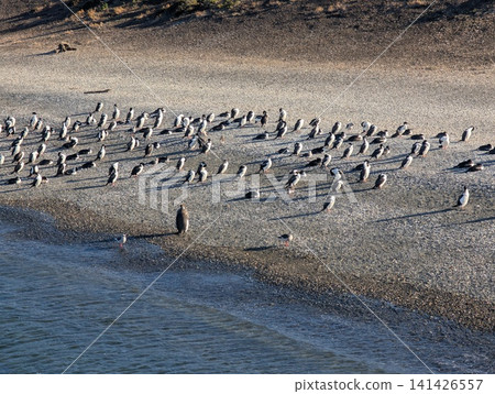 Dense Group of Gentoo Penguins on a Neutral Pebble Shore Dense Group of Gentoo Penguins on a Neutral Pebble Shore 141426557