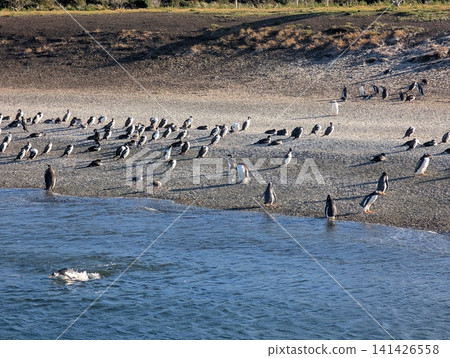Swimming Gentoo Penguin with a Large Shore Colony Behind Swimming Gentoo Penguin with a Large Shore Colony Behind 141426558