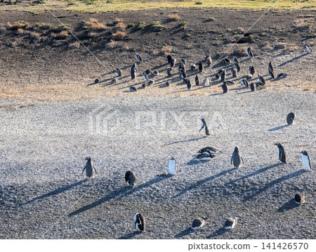 Gentoo Penguin Colony Casting Long Shadows on a Pebble Beach 141426570