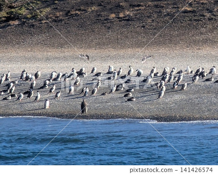Large Gentoo Penguin Colony Crowded Along a Rocky Patagonian Shore 141426574