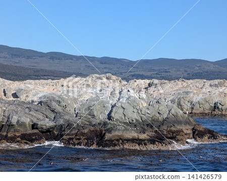 Imperial Cormorant Colony on Rocky Islet with Forested Coast Beyond Imperial Cormorant Colony on Rocky Islet with Forested Coast Beyond 141426579