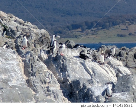 Side View of Imperial Cormorants Crowded on Coastal Rocks 141426581