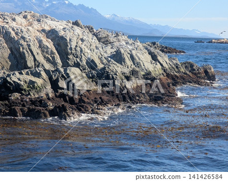 Imperial Cormorants Along a Diagonal Rocky Shore in the Beagle Channel Imperial Cormorants Along a Diagonal Rocky Shore in the Beagle Channel 141426584