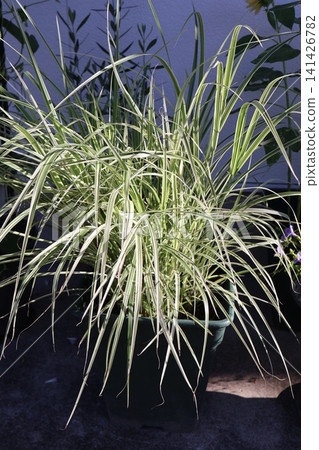 Variegated-leaved Japanese pampas grass Variegated-leaved Japanese pampas grass 141426782