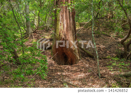 The forest within the grounds of Kasuga Taisha Shrine, the path to the shrine priest, Nara City. The forest within the grounds of Kasuga Taisha Shrine, the path to the shrine priest, Nara City. 141426852