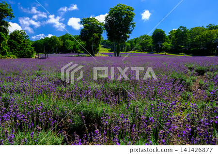 Summer sky and lavender fields Summer sky and lavender fields 141426877