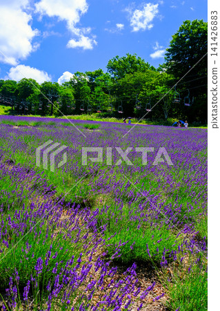 Blue sky and lavender field (vertical) Blue sky and lavender field (vertical) 141426883