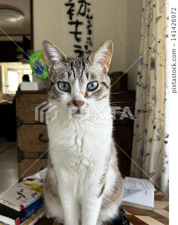 A close-up view of Sakura Neko (a rescued cat with blue eyes, pet, portrait, vertical composition) looking at the camera. A close-up view of Sakura Neko (a rescued cat with blue eyes, pet, portrait, vertical composition) looking at the camera. 141426972
