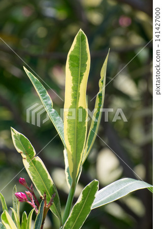 Variegated leaves of leaves Variegated leaves of leaves 141427000