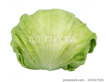 lettuce lettuce 141427194