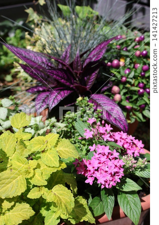 Pentas plantings and pots Pentas plantings and pots 141427213