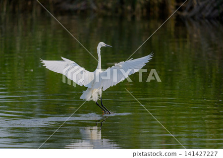 Little Egret Spreading Its Wings Little Egret Spreading Its Wings 141427227