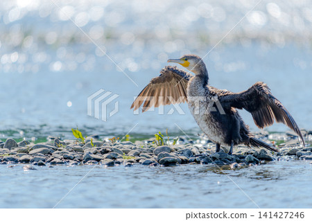 Kawasu that spreads its wings Kawasu that spreads its wings 141427246