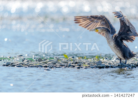 Kawasu that spreads its wings Kawasu that spreads its wings 141427247