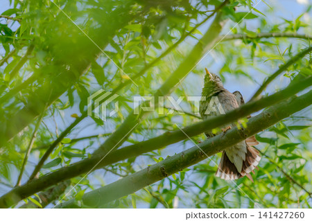Starling on a branch 141427260