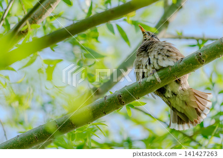 椋鳥在樹枝上 141427263