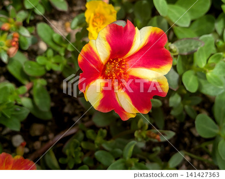 馬齒莧花,具有醒目的紅黃條紋圖案。 馬齒莧花,具有醒目的紅黃條紋圖案。 141427363
