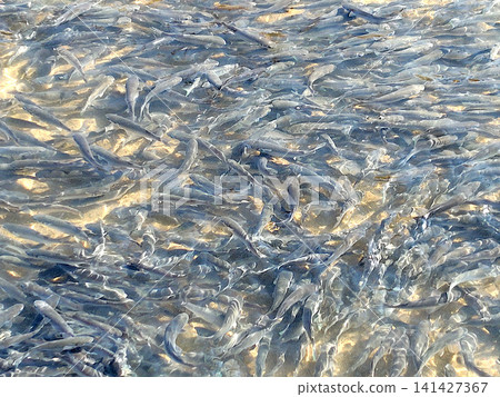 A large school of mullet swimming upstream 141427367