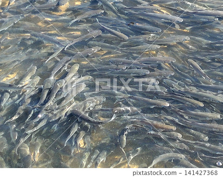 A large school of mullet swimming upstream 141427368