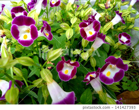 A flowerbed scene in early summer, with Torenia in full bloom. A flowerbed scene in early summer, with Torenia in full bloom. 141427393
