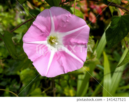 A single morning glory flower in pale pink. A single morning glory flower in pale pink. 141427521
