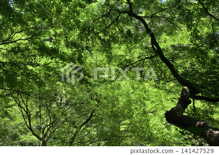 鬱鬱蔥蔥的森林自然背景。 鬱鬱蔥蔥的森林自然背景。 141427529