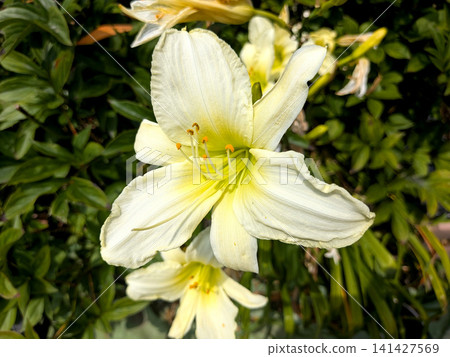 夏日陽光下閃耀的白色萱草花 夏日陽光下閃耀的白色萱草花 141427569