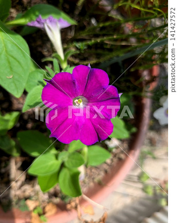 一朵深紫色的藍星花。 一朵深紫色的藍星花。 141427572