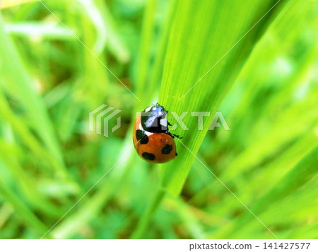 Close-up of a ladybug climbing grass Close-up of a ladybug climbing grass 141427577