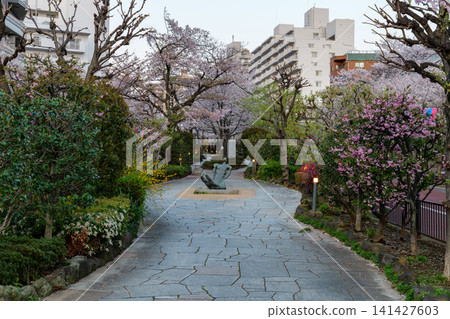 Harima-zaka Cherry Blossom Avenue, Early Morning, 2026 Harima-zaka Cherry Blossom Avenue, Early Morning, 2026 141427603