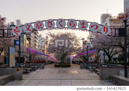 Harima-zaka Cherry Blossom Avenue, Early Morning, 2026 Harima-zaka Cherry Blossom Avenue, Early Morning, 2026 141427625