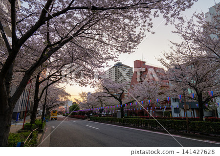 Harima-zaka Cherry Blossom Avenue, Early Morning, 2026 141427628