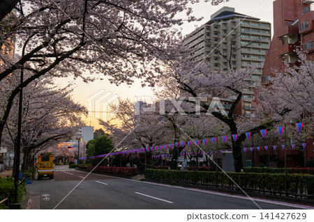 播磨坂櫻花大道，清晨，2026年 141427629
