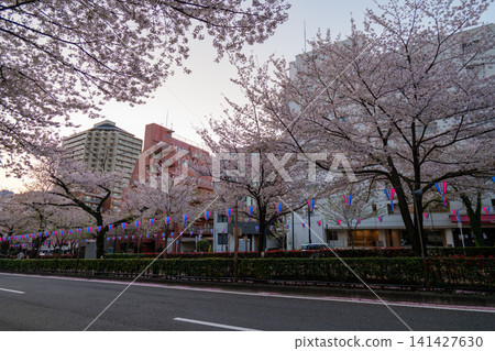 Harima-zaka Cherry Blossom Avenue, Early Morning, 2026 Harima-zaka Cherry Blossom Avenue, Early Morning, 2026 141427630