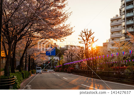 播磨坂櫻花大道,清晨,2026年 播磨坂櫻花大道,清晨,2026年 141427637