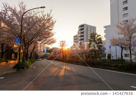 Harima-zaka Cherry Blossom Avenue, Early Morning, 2026 Harima-zaka Cherry Blossom Avenue, Early Morning, 2026 141427638