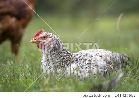 Domestic egg chicken in free range conditions on green grass in backyard garden 141427692