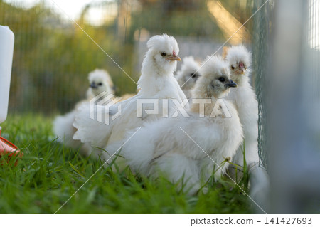 Domestic chicken in small backyard chicken coop. Silkie chicks sustainably raised in free range conditions 141427693