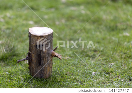 Close-up shot, isolated tree stump outdoors on grassy sunny summer forest clearing on dark green wood foliage blurred background. Environment protection and ecological problems concept. 141427747