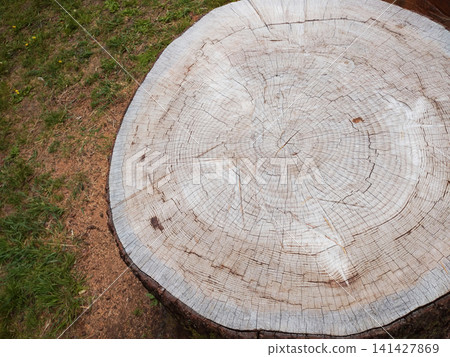 Tree stump ring fortune telling Tree stump ring fortune telling 141427869