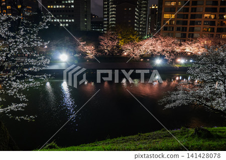 Chidorigafuchi Cherry Blossoms Night View 2025 141428078