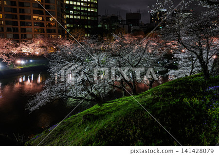Chidorigafuchi Cherry Blossoms Night View 2025 Chidorigafuchi Cherry Blossoms Night View 2025 141428079