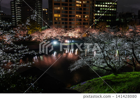 Chidorigafuchi Cherry Blossoms Night View 2025 Chidorigafuchi Cherry Blossoms Night View 2025 141428080